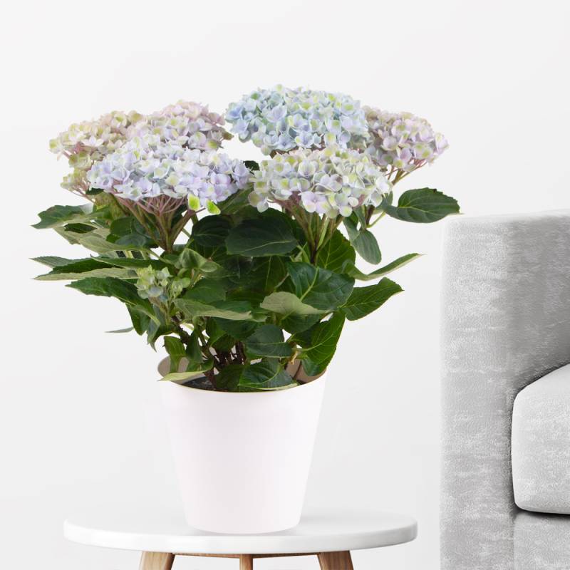 Hortensie Blau Magical Revolution + gratis Topf | +/- 30 cm | ø 12 cm | Hydrangea von Blumenshop.de