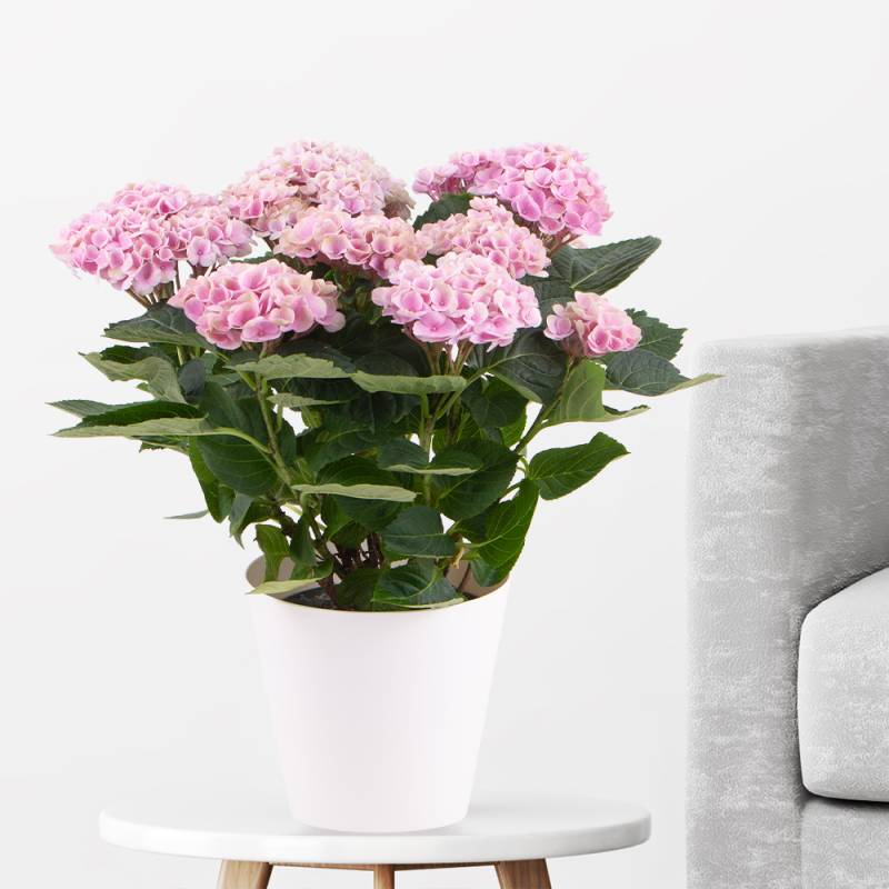 Hortensie Rosa Magical Revolution + gratis Topf | +/- 30 cm | ø 12 cm | Hydrangea von Blumenshop.de