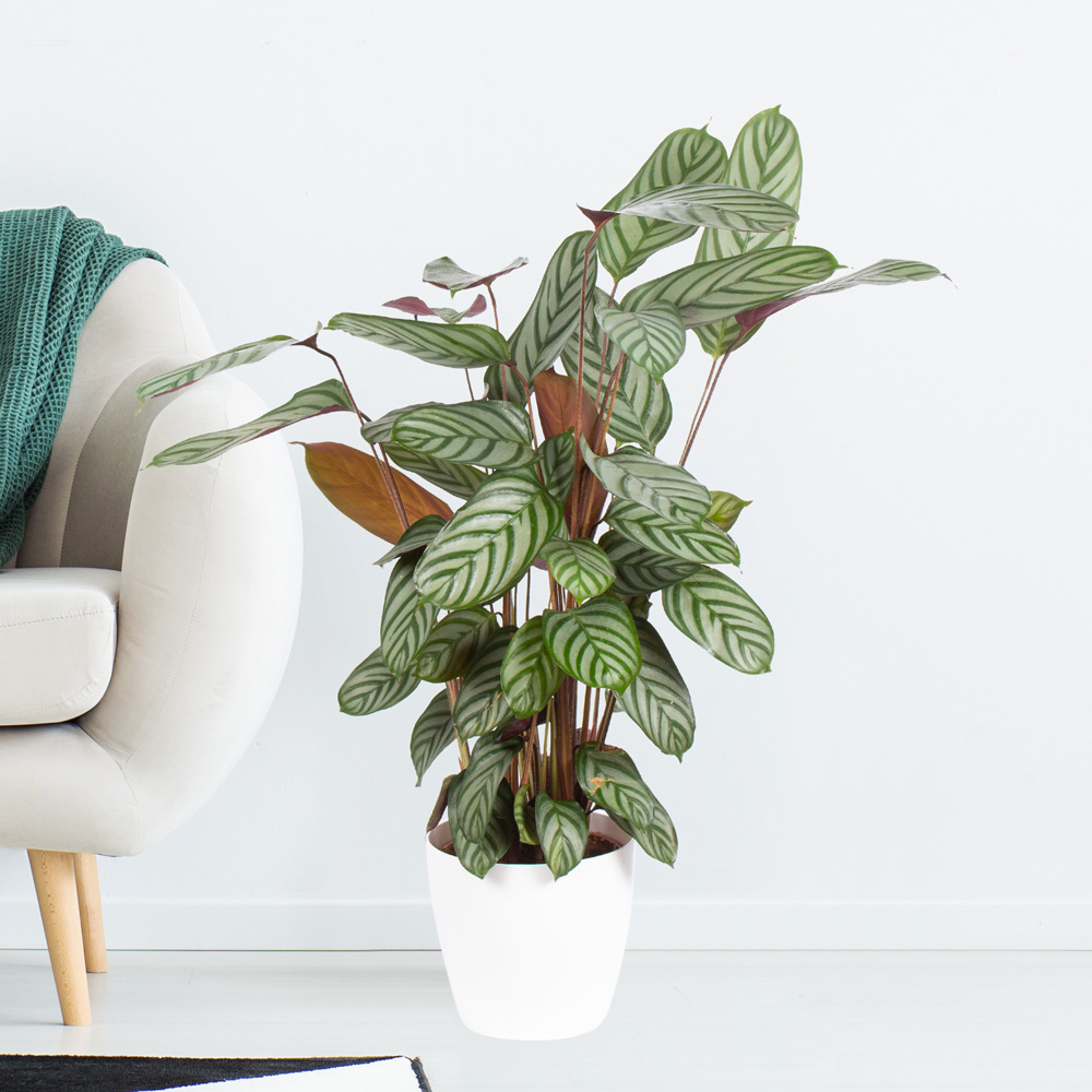 Korbmarante + gratis Topf | +/- 70 cm | ø 17 cm | Calathea compactstar von Blumenshop.de