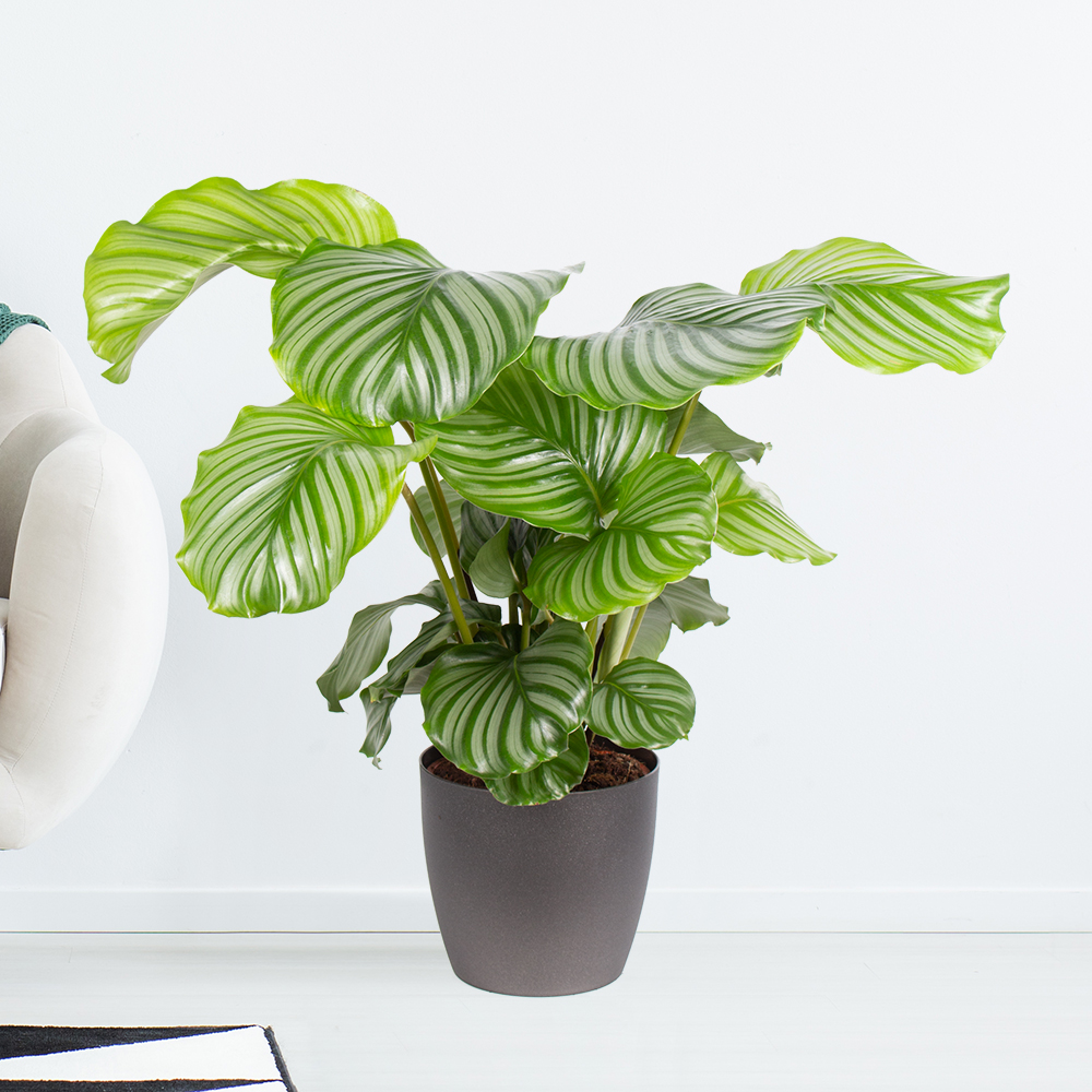 Korbmarante | +/- 70 cm | ø 19 cm | Calathea orbifolia von Blumenshop.de