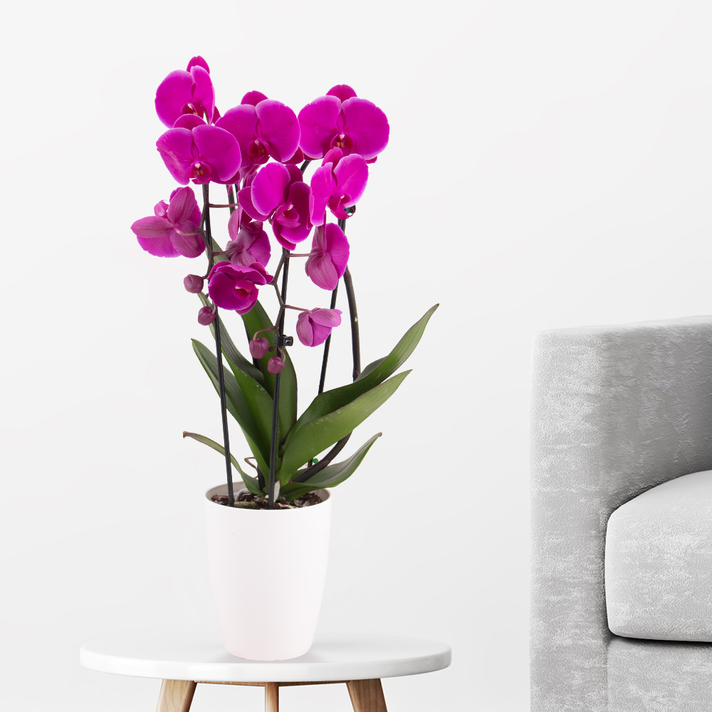 Lila Orchidee im Bogen von Blumenshop.de