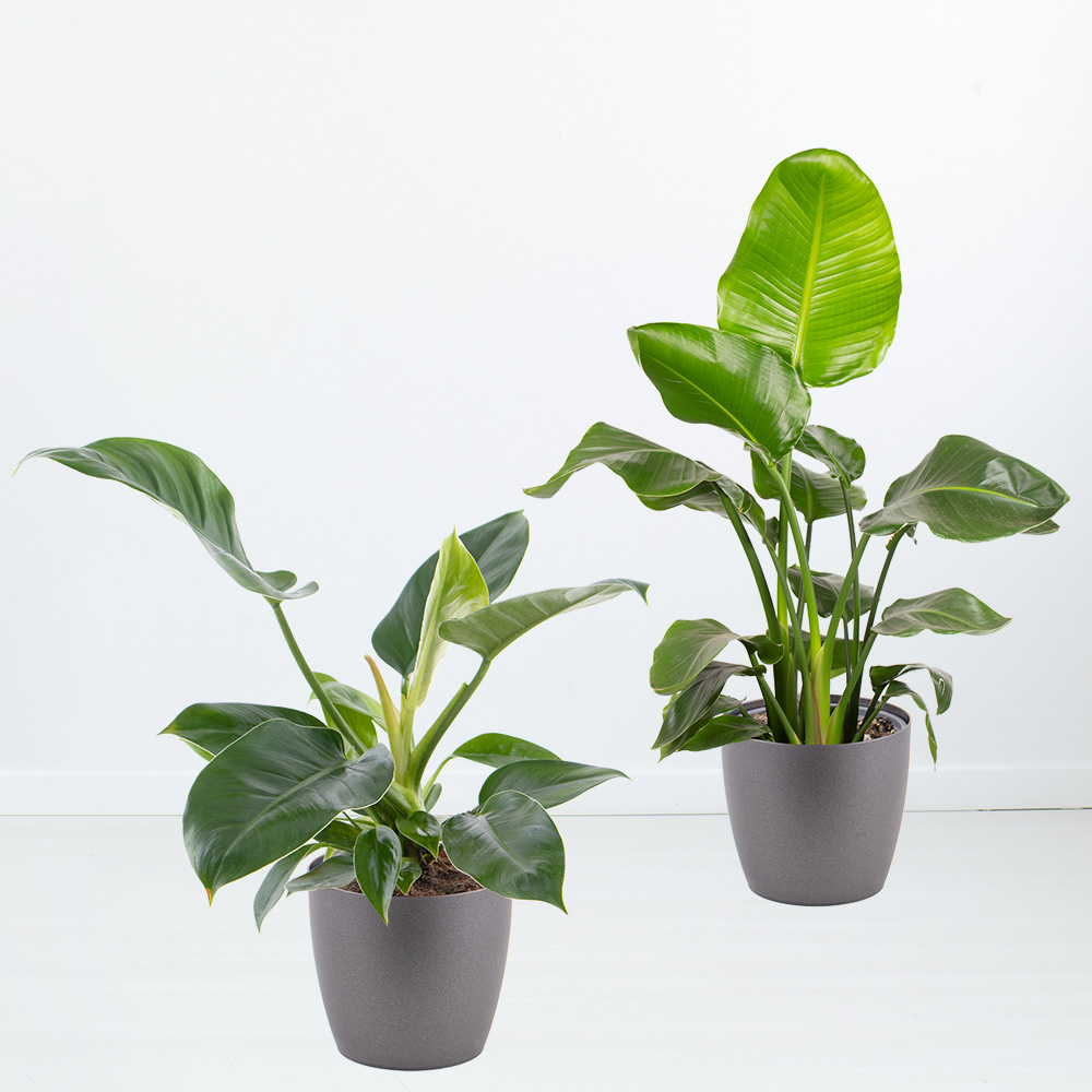 Luftreinigendes Duo + gratis Töpfe | +/- 55 cm | ø 17 cm | Strelitzie, Philodendron Green Imperial von Blumenshop.de