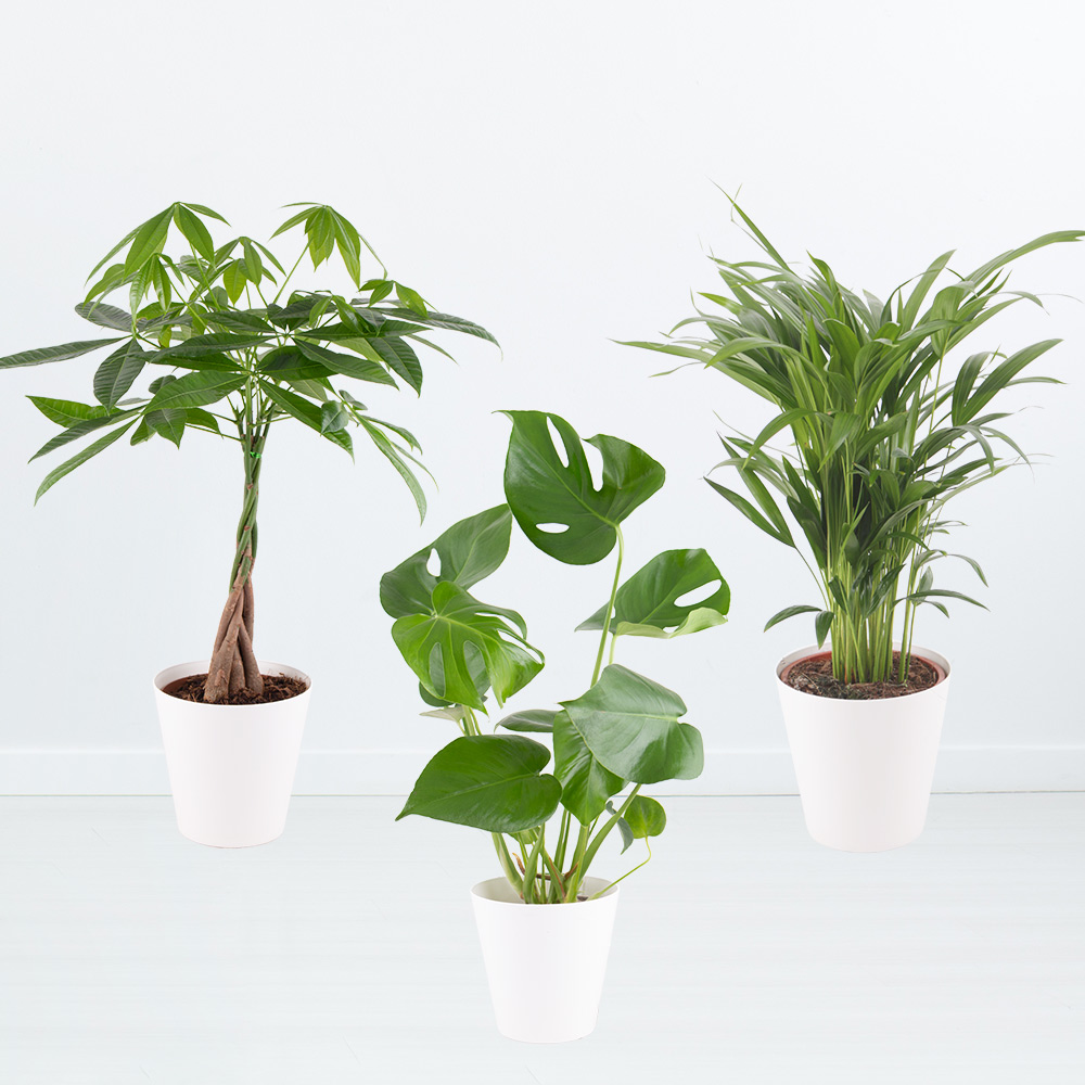 Luftreinigendes Trio | Monstera, Glückskastanie, Areca-Palme von Blumenshop.de