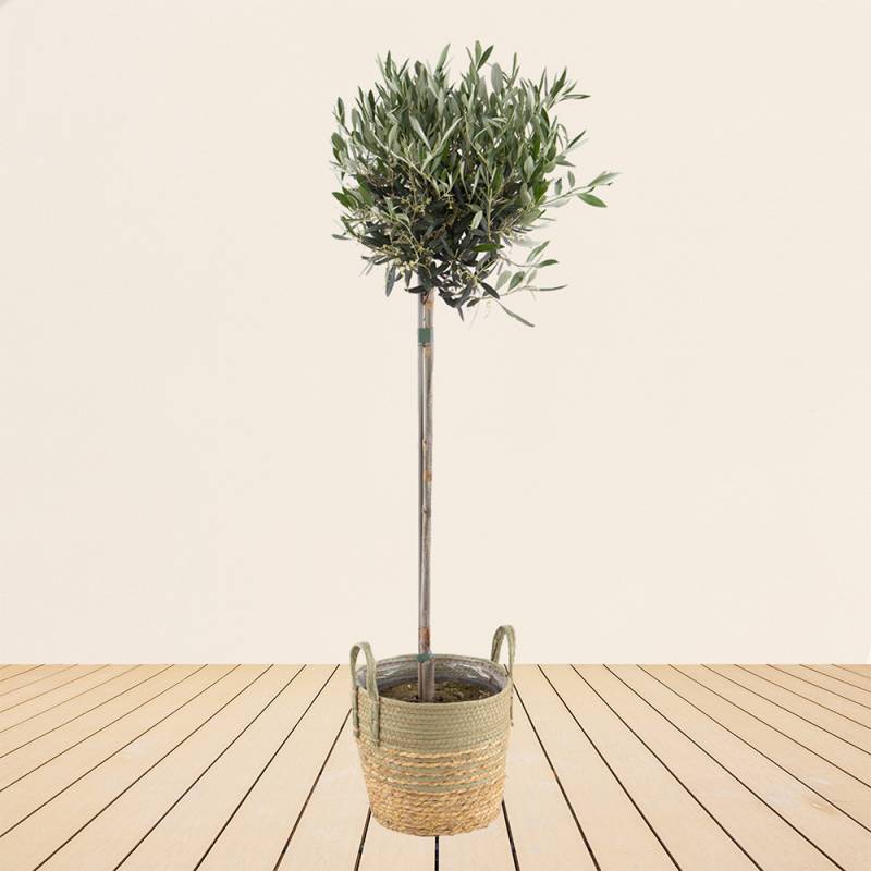 Olivenbaum XXL | +/-  155 cm | ø 24 cm | Olea Europaea von Blumenshop.de
