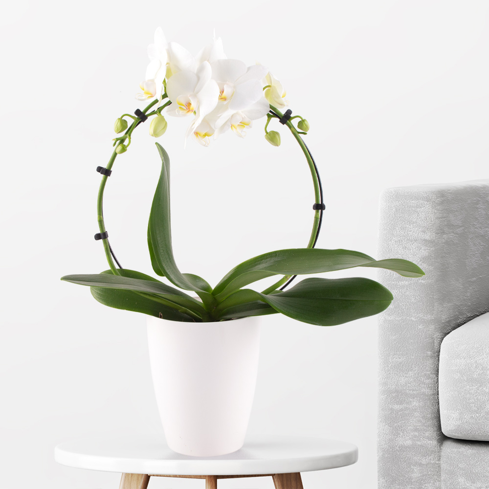 Orchideenbogen Weiß + gratis Topf | +/- 45 cm | ø 12 cm | Phalaenopsis von Blumenshop.de