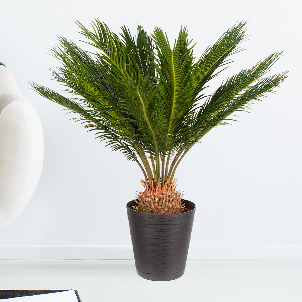 Palmfarn + gratis Topf | +/- 60 cm | ø 17 cm | Cycas revoluta von Blumenshop.de