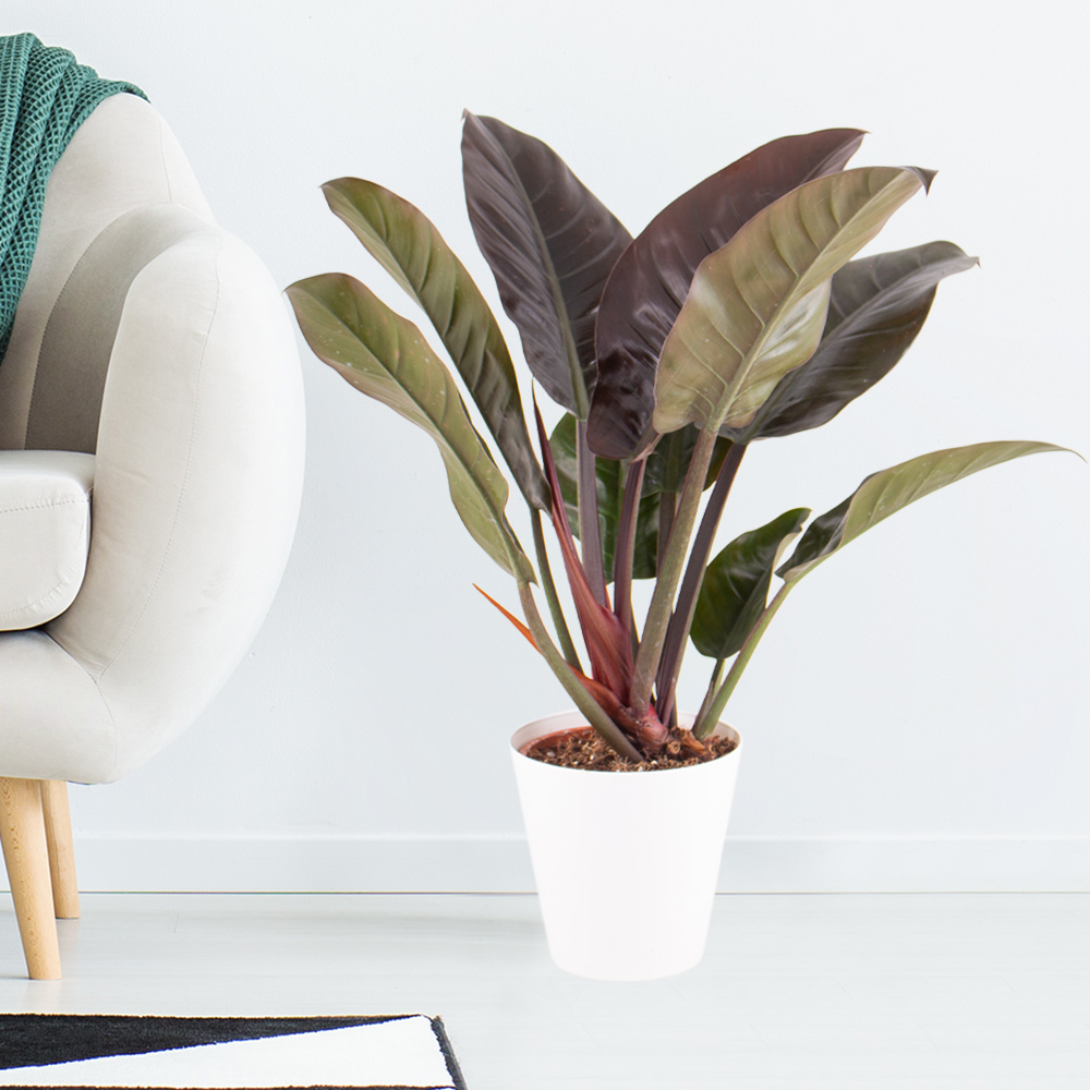 Philodendron + gratis Topf | +/- 45 cm | ø 17 cm | Imperial Red von Blumenshop.de