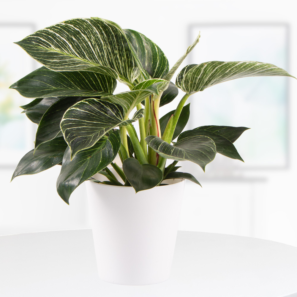 Philodendron + gratis Topf | +/-  30 cm | ø 12 cm | White Wave von Blumenshop.de