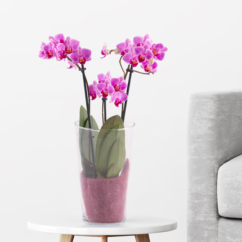 Pinke Orchidee (zwei Rispen) + Glasvase | +/- 40 cm | ø 12 cm | Phalaenopsis multiflora von Blumenshop.de