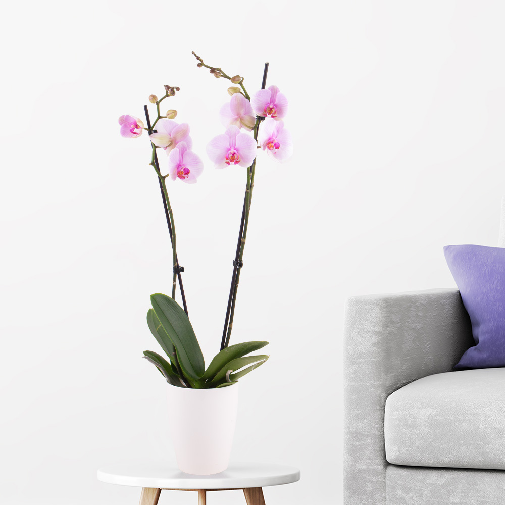 Rosa Orchidee (zwei Rispen) + gratis Topf | +/- 70 cm | ø 12 cm | Phalaenopsis von Blumenshop.de