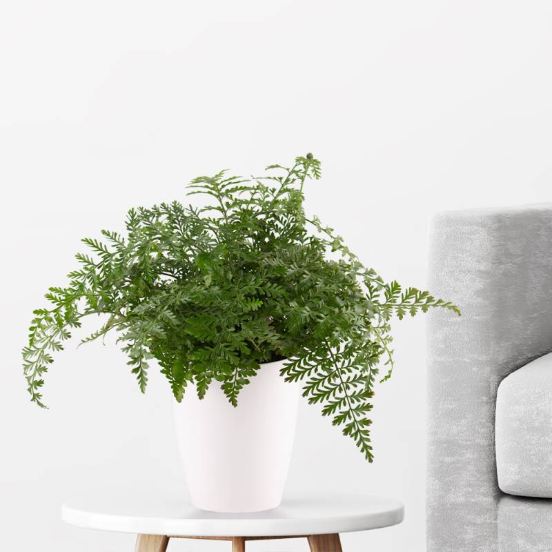 Streifenfarn + gratis Topf | +/- 25 cm | ø 12 cm | Asplenium parvati von Blumenshop.de