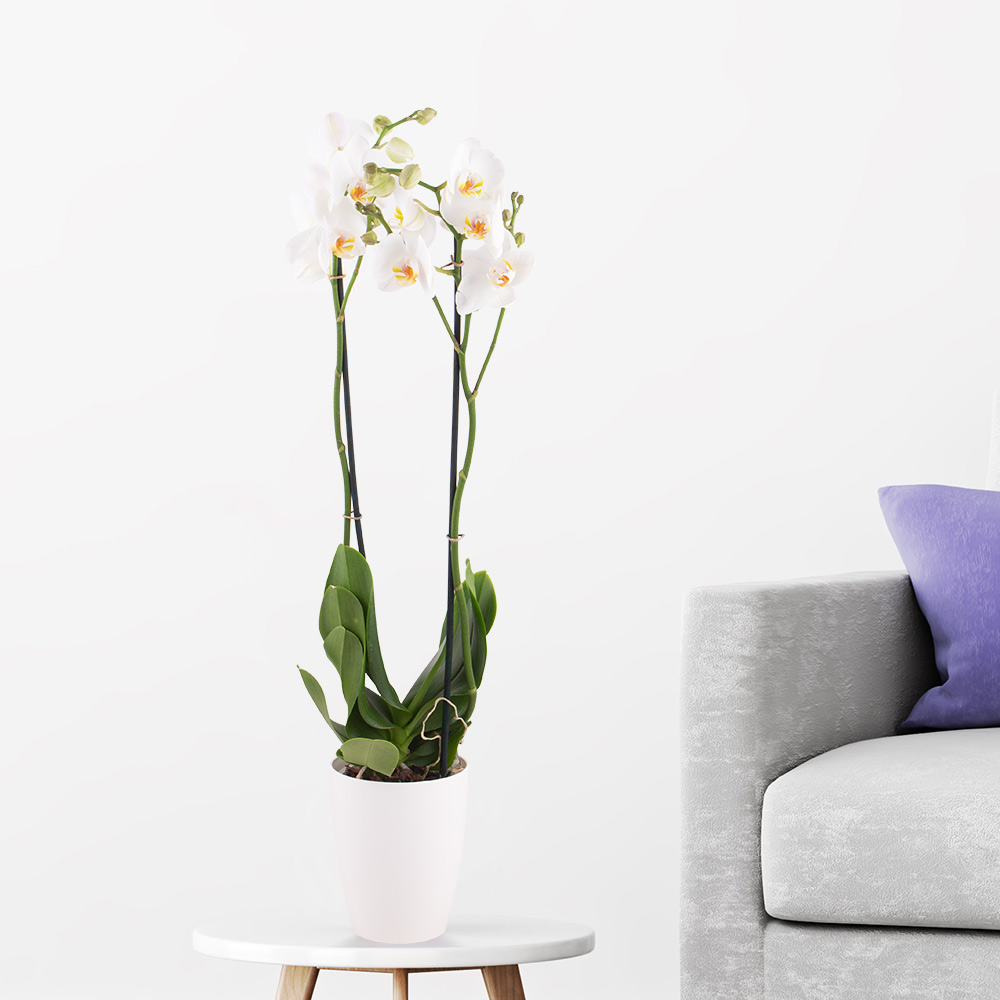 Weiße Orchidee (zwei Rispen) + gratis Topf | +/- 70 cm | ø 12cm | Phalaenopsis von Blumenshop.de