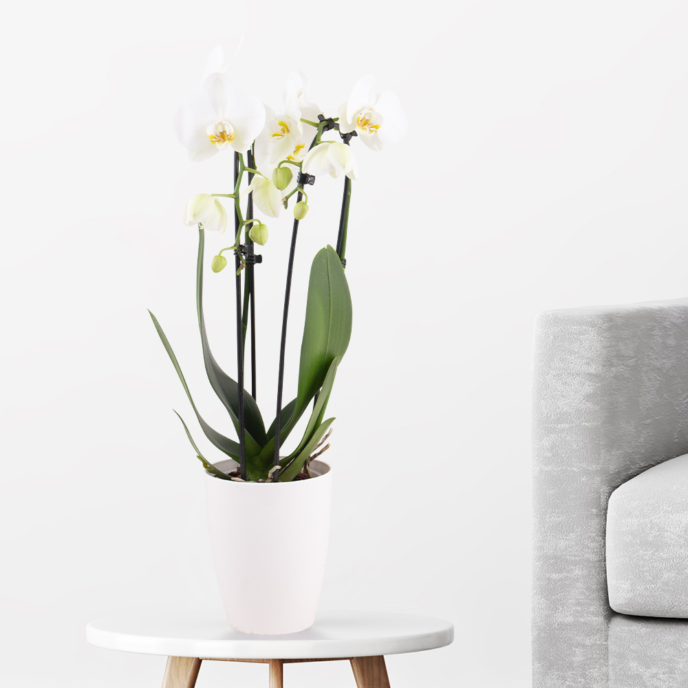 Weiße Orchidee im Bogen + gratis Topf | +/- 50 cm | ø 12 cm | Phalaenopsis cascade von Blumenshop.de