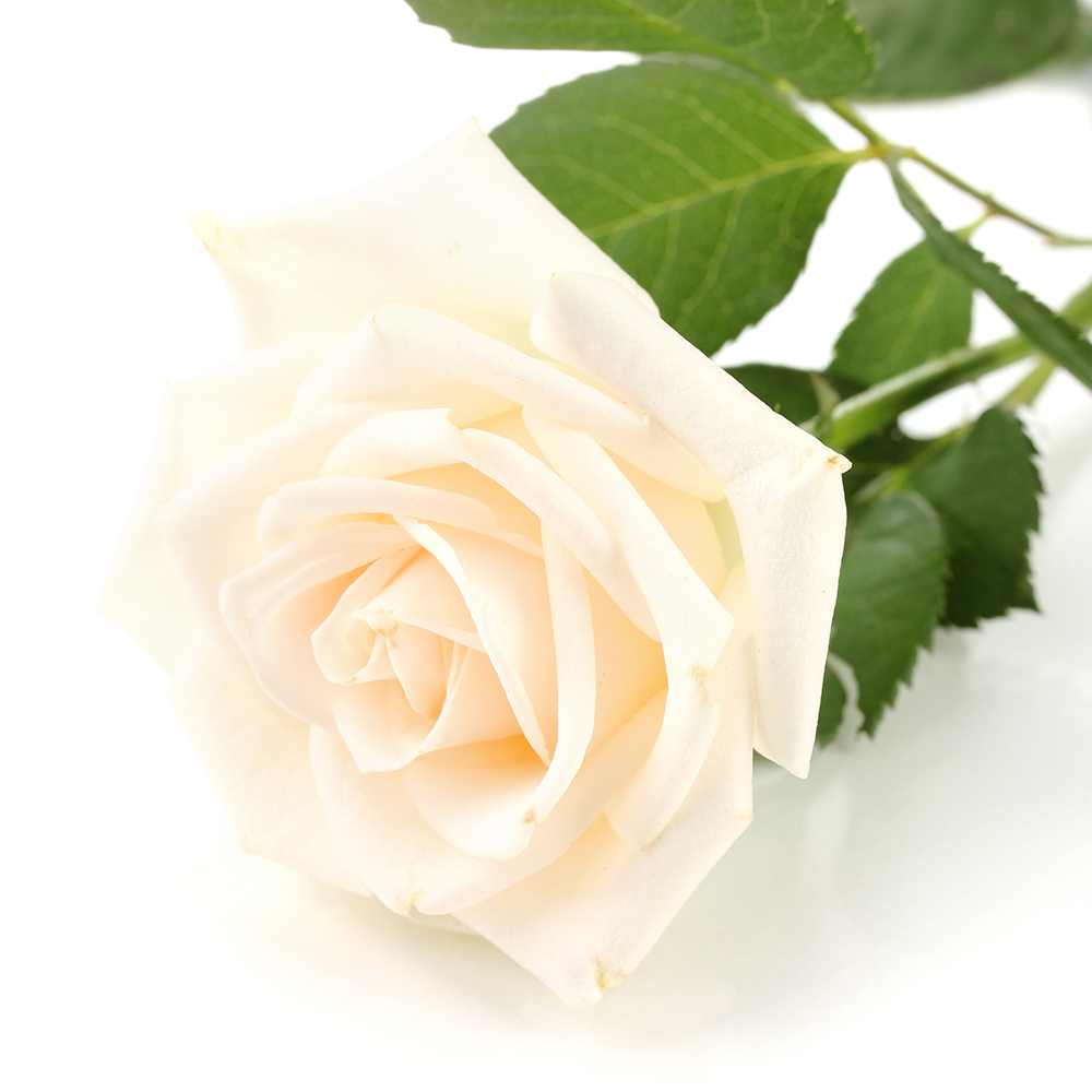 Weiße Rosen - Anzahl ab 10 wählbar (Premium, 60cm) von Blumenshop.de