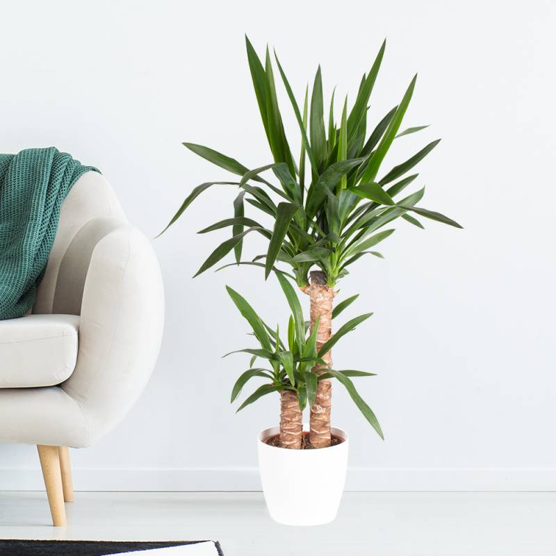 Yucca-Palme (2-stämmig) + gratis Topf | +/- 80 cm | ø 17 cm | Palmlilie von Blumenshop.de