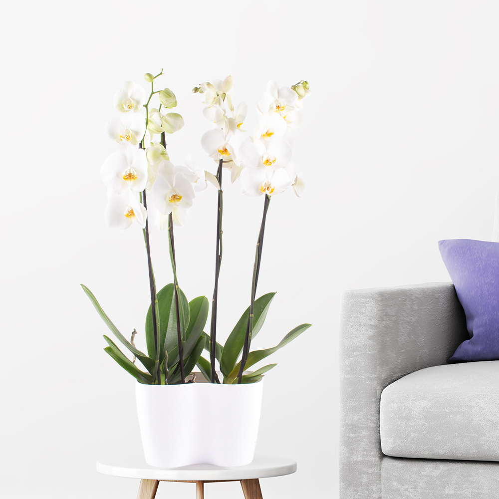 Zwei weiße Orchideen + gratis DUO-Topf | +/- 70 cm | ø 12 cm | Phalaenopsis von Blumenshop.de