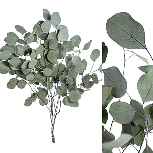 1 Bd. - Eukalyptus Großblatt konserviert in Grün von Blumigo