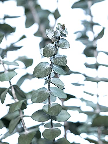 1 Bd. - Eukalyptus Kleinblatt konserviert in Grün von Blumigo