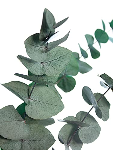 1 Bund - Eukalyptus mit vielen großen Blättern - Konserviert in Grün von Blumigo
