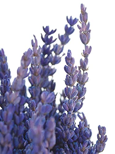 1 Bund Lavendel – getrocknet und konserviert in Blau 1 Bund Lavendel – getrocknet und konserviert in Blau von Blumigo