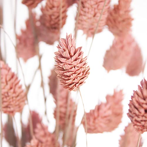 Blumigo 1 Bund - Phalaris Glanzgräser – getrocknet in Rosa Frostoptik von Blumigo