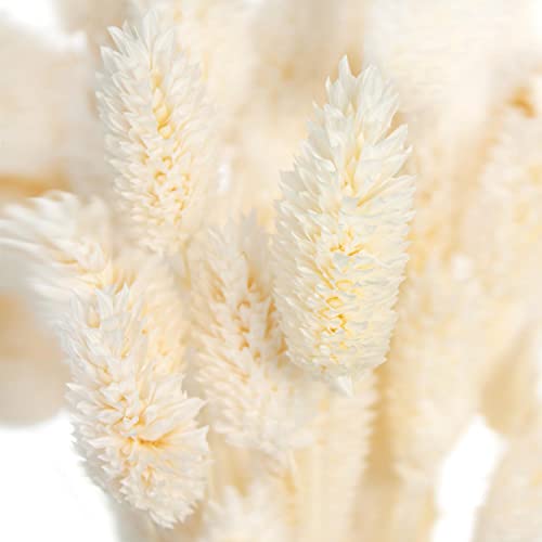 Blumigo 1 Bund - Phalaris Glanzgräser – getrocknet und Gebleicht in Creme-Weiß Blumigo 1 Bund - Phalaris Glanzgräser – getrocknet und Gebleicht in Creme-Weiß von Blumigo