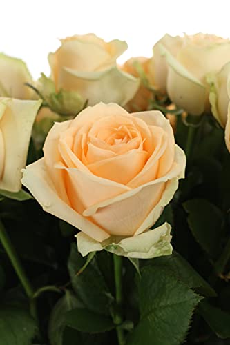 10 Rosen im Bund - Apricot - frische echte Stiele in Premium-Qualität - 40 cm - Frischegarantie von Blumigo