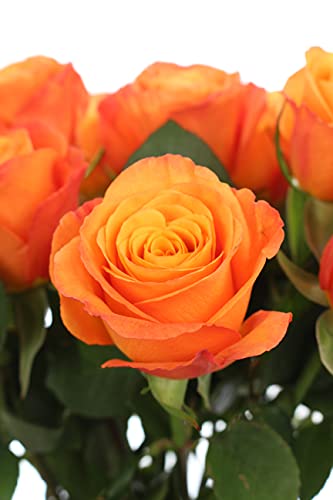 10 Rosen im Bund - Orange - frische echte Stiele in Premium-Qualität - 40 cm - Frischegarantie 10 Rosen im Bund - Orange - frische echte Stiele in Premium-Qualität - 40 cm - Frischegarantie von Blumigo