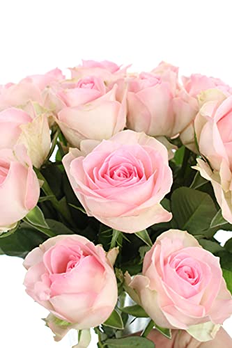 10 Rosen im Bund - Rosa - frische echte Stiele in Premium-Qualität - 40 cm - Frischegarantie von Blumigo
