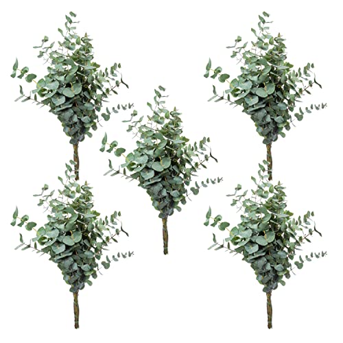 5 Bund Eukalyptus Zweige - 50 cm - Frische Schnittblumen Stiele für die Vase - Echte Stiele - Eukalyptusblätter zur Deko oder Hochzeit - Greenery - Natur von Blumigo