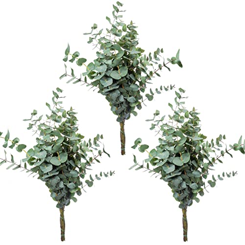 Blumigo 3 Bunde echter frischer Eukalyptus Cinerea - Ideal für Tischgirlanden, Kränze und Beiwerk in üppigen Vasendekorationen von Blumigo