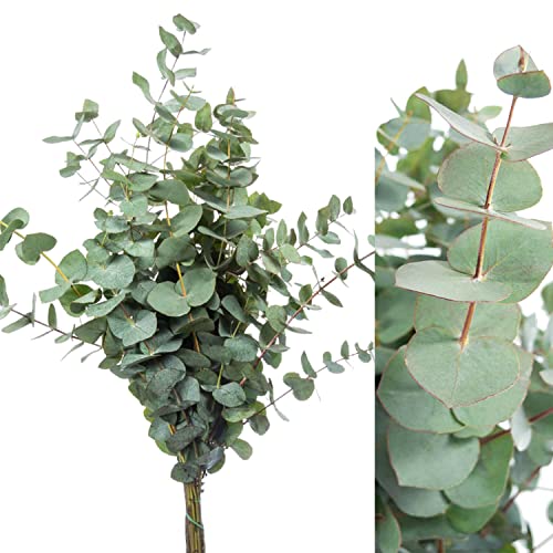 Blumigo Eukalyptus - Frische Zweige - 50 cm - Schnittblumen Stiele für die Vase - Echte Stiele - Eukalyptusblätter zur Deko oder Hochzeit - Greenery - Natur von Blumigo