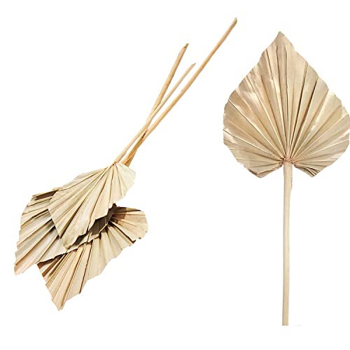 Blumigo Palm Spear - 15 Stück - getrocknete Palmblätter - Echte Trockenblumen - Farbe Braun - Natur Deko für die Vase von Blumigo