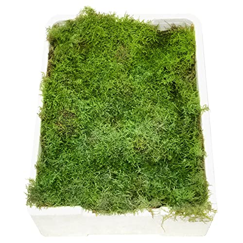 Blumigo Plattenmoos - Frisches Moos - 1 Box mit 4 Ebenen je ca. 35x25 cm - Zum Basteln von Gestecken - Echtes Plattenmoos - Greenery - Natur Blumigo Plattenmoos - Frisches Moos - 1 Box mit 4 Ebenen je ca. 35x25 cm - Zum Basteln von Gestecken - Echtes Plattenmoos - Greenery - Natur von Blumigo