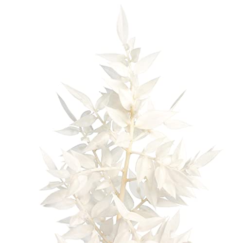 Blumigo Ruscus getrocknet im Bund - 5 Stiele - Echte gebleichte Trockenblumen - Farbe Weiß - Natur Deko für die Vase - Bleached von Blumigo