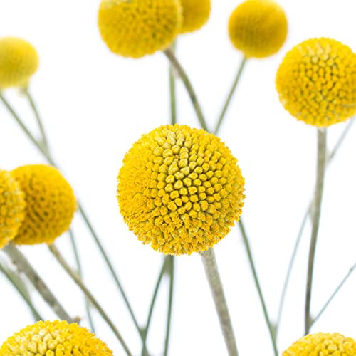 Frische Craspedia - Farbe gelb - echte Schnittblumen - 10 Stück Frische Craspedia - Farbe gelb - echte Schnittblumen - 10 Stück von Blumigo