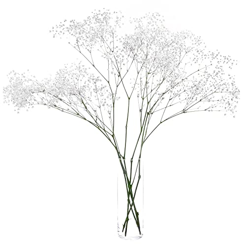 Frisches Schleierkraut weiß 5 Stiele für Hochzeit Wohnzimmer und Blumensträuße - Frische Schnittblumen Frisches Schleierkraut weiß 5 Stiele für Hochzeit Wohnzimmer und Blumensträuße - Frische Schnittblumen von Blumigo