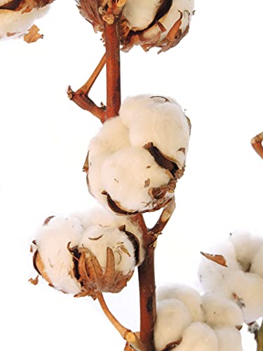 Getrockneter echter Baumwollzweig - 3 Stück - Pro Stiel 11-14 weiße Blüten - Ideal für die Trockenblumendekoration Getrockneter echter Baumwollzweig - 3 Stück - Pro Stiel 11-14 weiße Blüten - Ideal für die Trockenblumendekoration von Blumigo