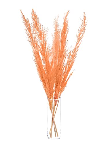 Pampasgras apricot gefärbt - 5 Stiele - natürlich & fluffige Wohnzimmerdekoration aus echtem Pampasgras von Blumigo