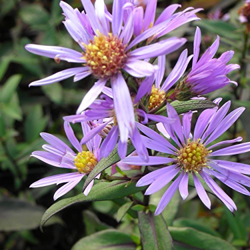 Aster laevis 'Calliope' - Glatte Aster, im 1,0 Liter Topf, blauviolett blühend Aster laevis 'Calliope' - Glatte Aster, im 1,0 Liter Topf, blauviolett blühend von Blumixx Stauden