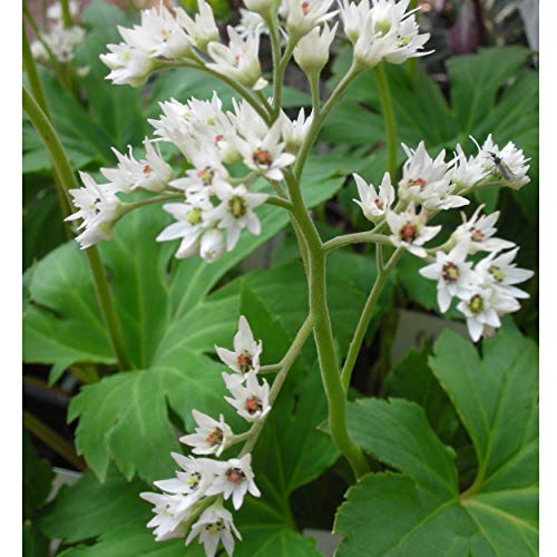 Blumixx Stauden Aceriphyllum (Mukdenia) rossii - Ahornblatt weiß von Blumixx Stauden