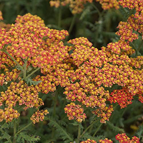 Blumixx Stauden Achillea Filipendulina-Hybr. 'Walter Funcke' rot von Blumixx Stauden