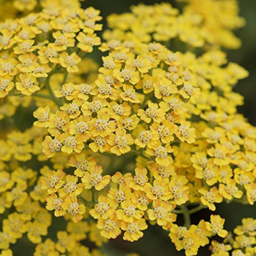 Blumixx Stauden Achillea Millefolium-Hybr. 'Terracotta' - Schafgarbe orange von Blumixx Stauden