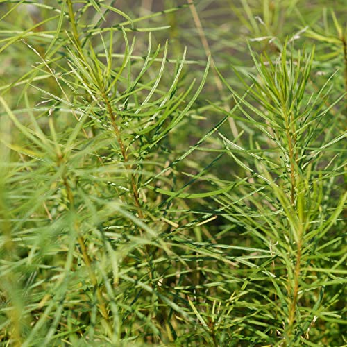 Blumixx Stauden Amsonia hubrichtii - Röhrenstern hellblau von Blumixx