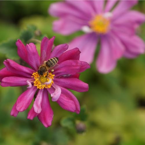Blumixx Stauden Anemone Japonica-Hybr. 'Prinz Heinrich' - Herbstanemone purpurrot von Blumixx Stauden