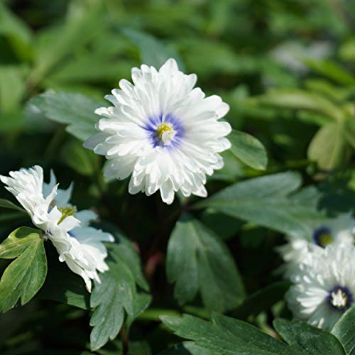 Blumixx Stauden Anemone nemorosa 'Blue Eyes' - Buschwindröschen im 0,5 Liter Topf weiß blühend von Blumixx Stauden