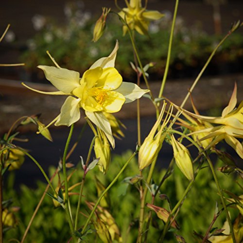 Blumixx Stauden Aquilegia chrysantha 'Yellow Queen' - Akelei, im 0,5 Liter Topf, goldgelb blühend von Blumixx Stauden