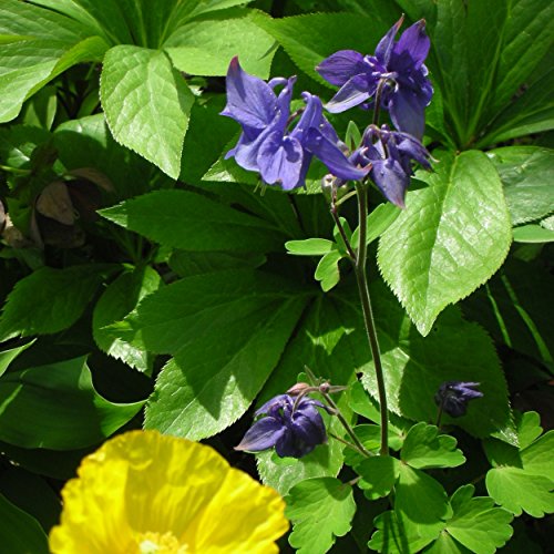 Blumixx Stauden Aquilegia vulgaris - Akelei, im 0,5 Liter Topf, blau-violett blühend Blumixx Stauden Aquilegia vulgaris - Akelei, im 0,5 Liter Topf, blau-violett blühend von Blumixx