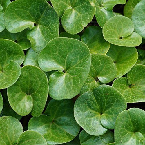Blumixx Stauden Asarum europaeum – Heimische Haselwurz, braun blühend, winterhart & schattenverträglich, ideal als Bodendecker, im 0,5 L Topf Blumixx Stauden Asarum europaeum – Heimische Haselwurz, braun blühend, winterhart & schattenverträglich, ideal als Bodendecker, im 0,5 L Topf von Blumixx Stauden