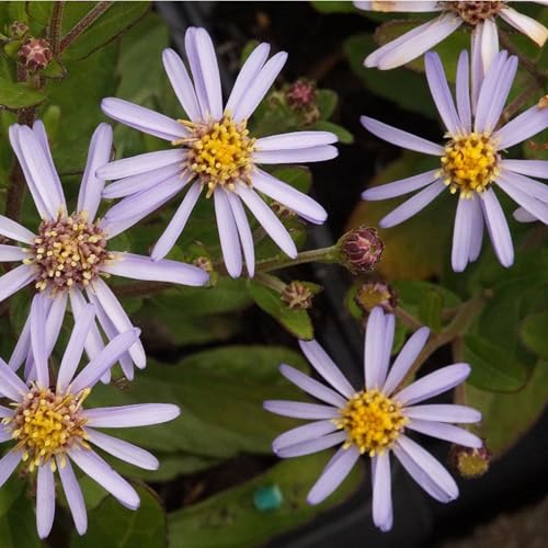 Blumixx Stauden Aster ageratoides 'Adustus Nanus' – kompakte Wildaster für sonnige & halbschattige Standorte, spätsommerliche Blüte, winterhart, bienenfreundlich Blumixx Stauden Aster ageratoides 'Adustus Nanus' – kompakte Wildaster für sonnige & halbschattige Standorte, spätsommerliche Blüte, winterhart, bienenfreundlich von Blumixx
